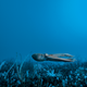 An octopus jets above a seabed packed with life. Antarctica has at least 16 species of octopuses. All have a specialized pigment in their blood called hemocyanin, which turns the blood blue and helps them survive subfreezing temperatures.